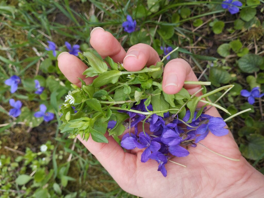 egészséges életmód, egészséges táplálkozás ehető vadnövények